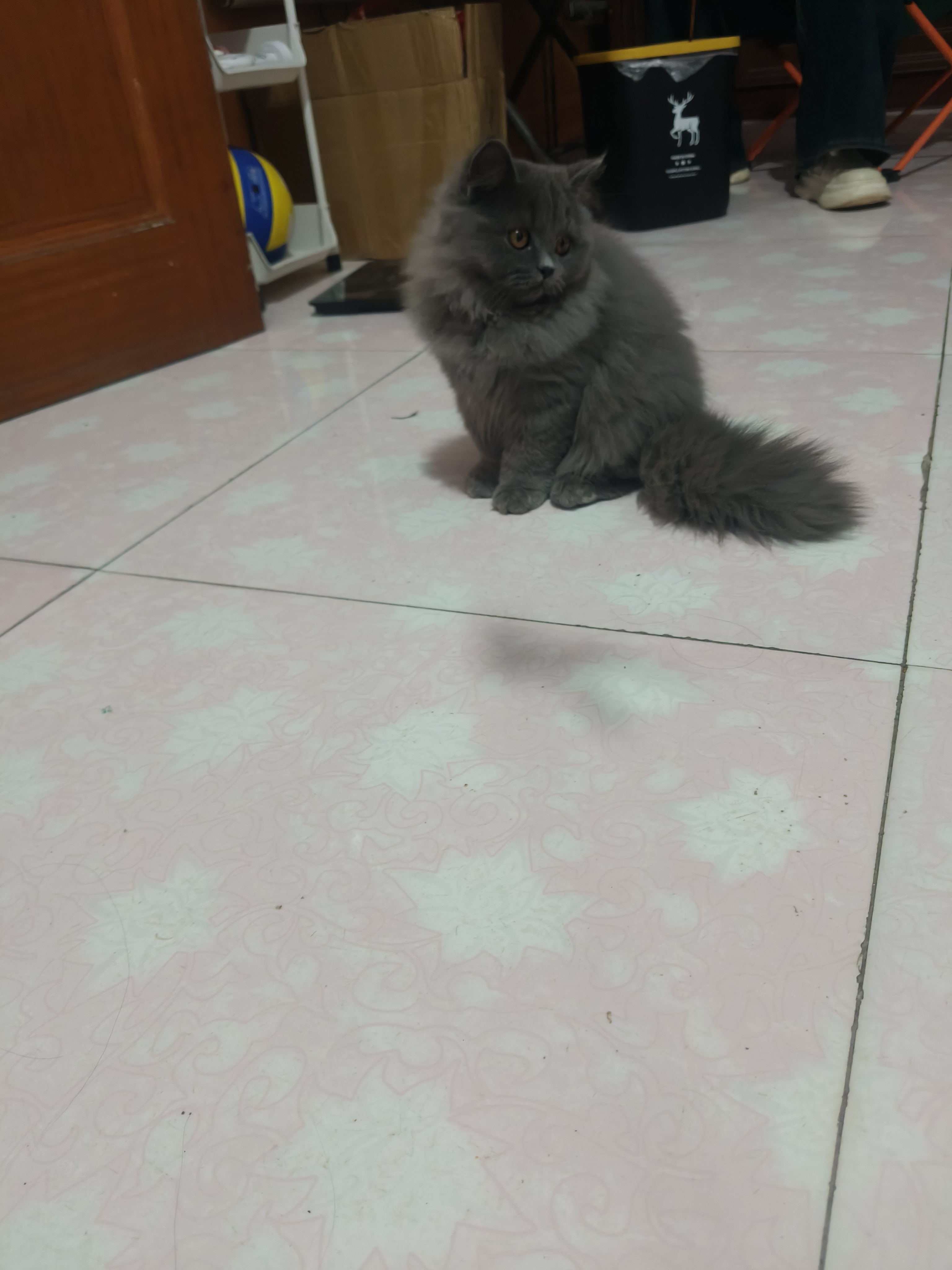 蓝猫高地妹妹，喜欢的联系